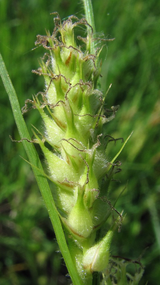 Image of Carex hirta specimen.