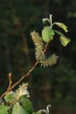 View full-size image Salix caprea