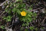 View full-size image Trollius ranunculinus