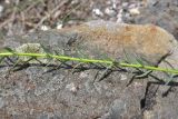 View full-size image genus Euphorbia