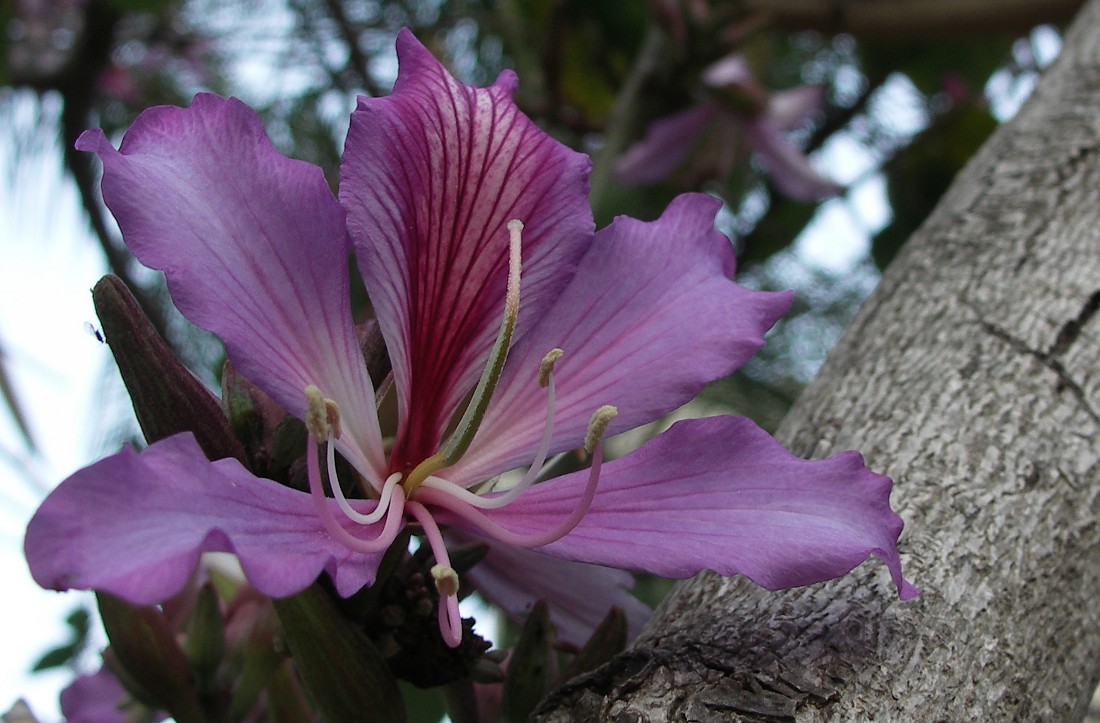 Image of Bauhinia variegata specimen.