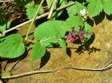 View full-size image Stachys sylvatica