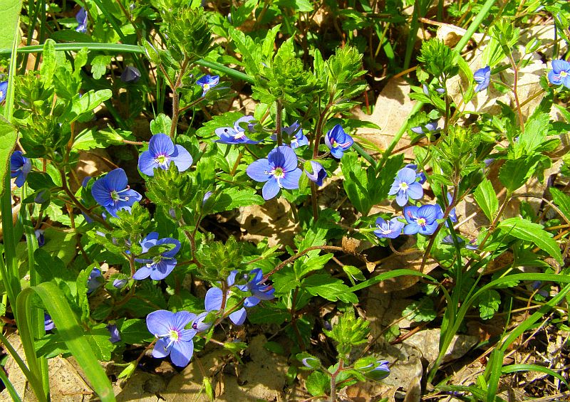 Image of Veronica umbrosa specimen.