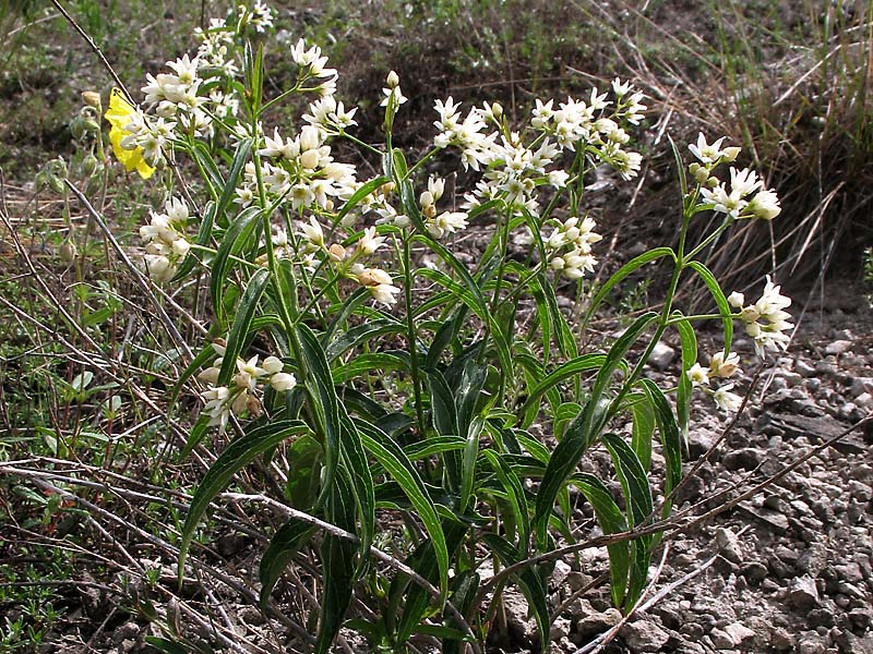 Image of Vincetoxicum hirundinaria specimen.