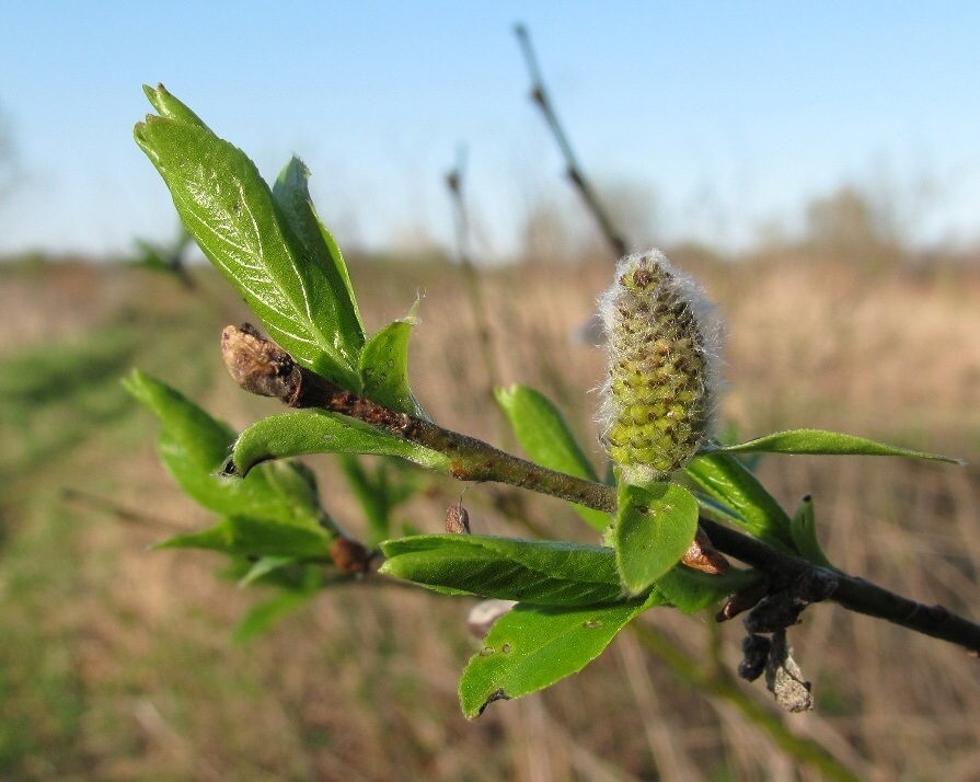 Image of Salix myrsinifolia specimen.