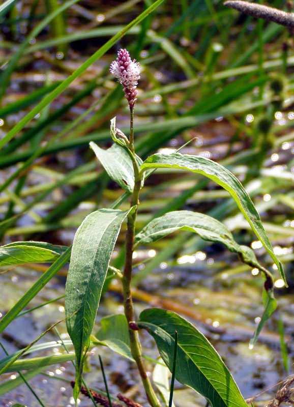 Image of Persicaria amphibia specimen.