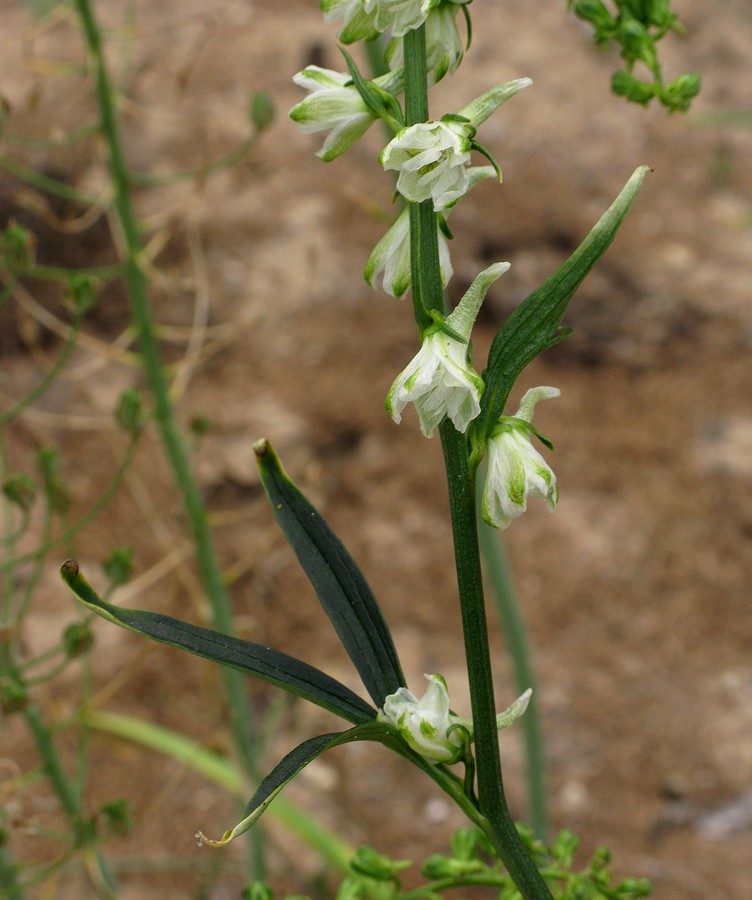 Image of Delphinium biternatum specimen.