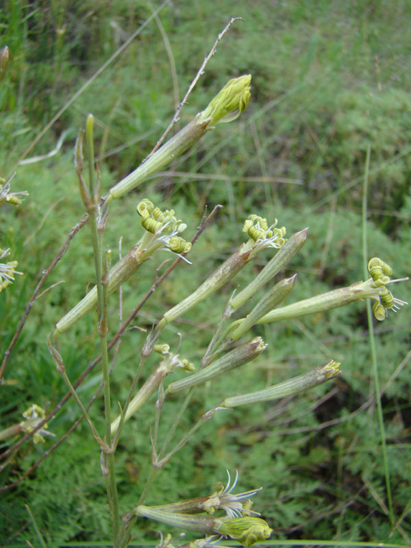 Image of Silene longicalycina specimen.