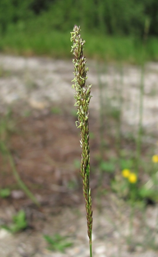 Изображение особи Agrostis stolonifera.