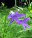 Campanula patula. Верхушка цветущего растения. Украина, Ивано-Франковская обл., Надворнянский р-н, природный заповедник \"Горганы\", горный луг. 16 июня 2011 г.