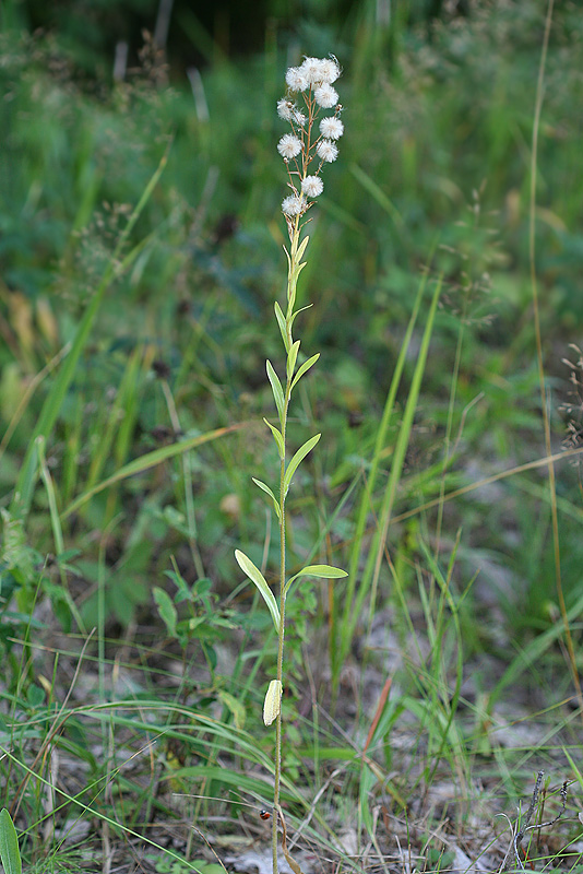 Image of Erigeron podolicus specimen.