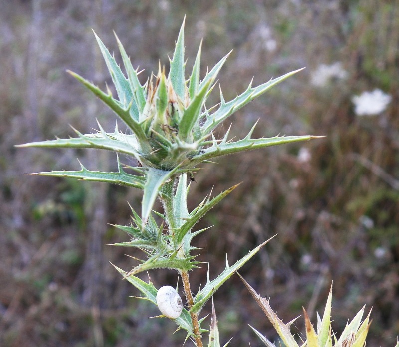 Image of Carthamus lanatus specimen.