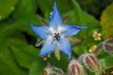 Borago officinalis