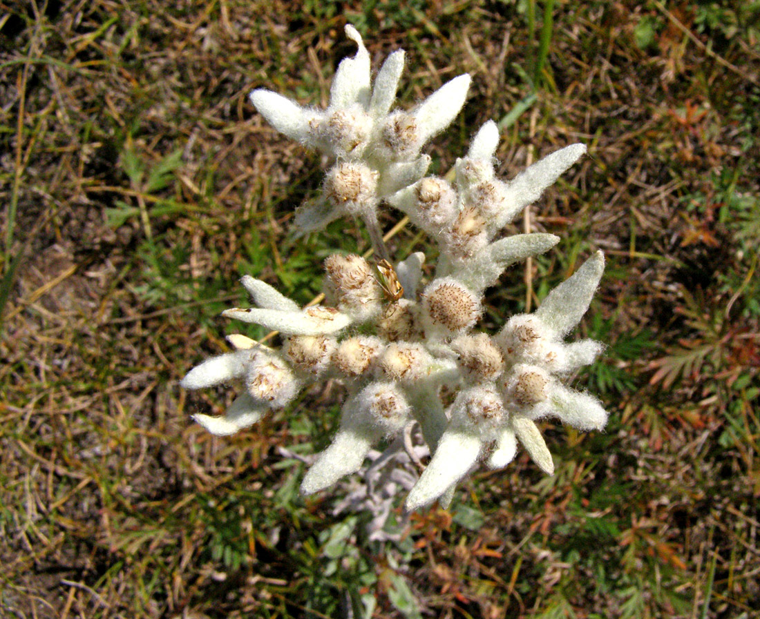 Image of Leontopodium fedtschenkoanum specimen.