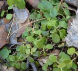 Linnaea borealis