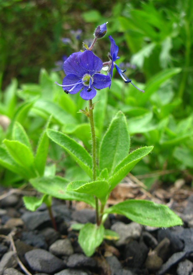 Image of Veronica grandiflora specimen.