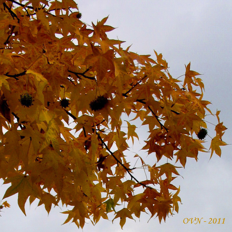 Image of Liquidambar styraciflua specimen.