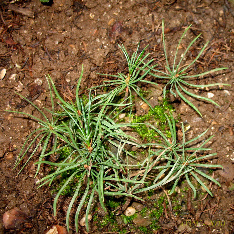 Image of Pinus koraiensis specimen.