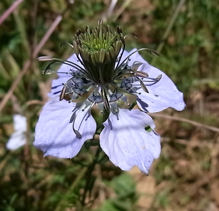 Изображение особи Nigella gallica.