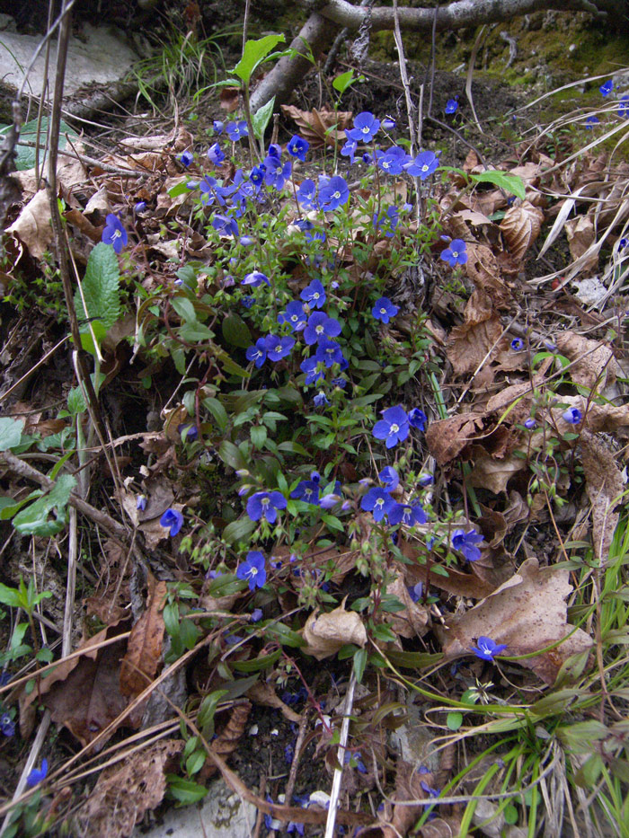 Image of Veronica umbrosa specimen.