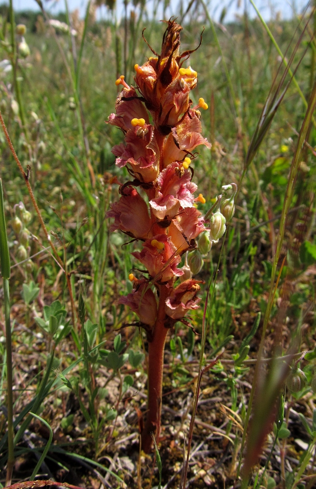 Image of Orobanche gracilis f. hians specimen.