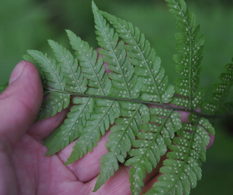 Image of Dryopteris expansa specimen.