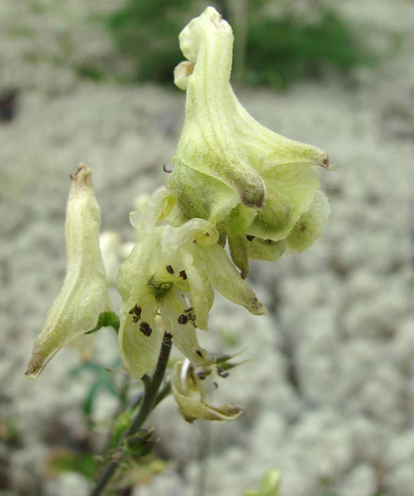 Image of Aconitum ranunculoides specimen.