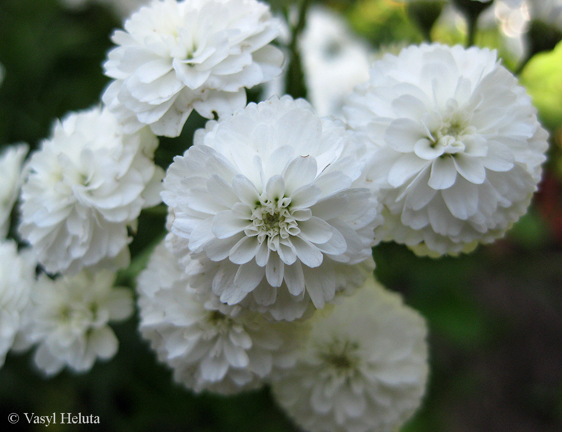 Изображение особи Achillea ptarmica var. multiplex.