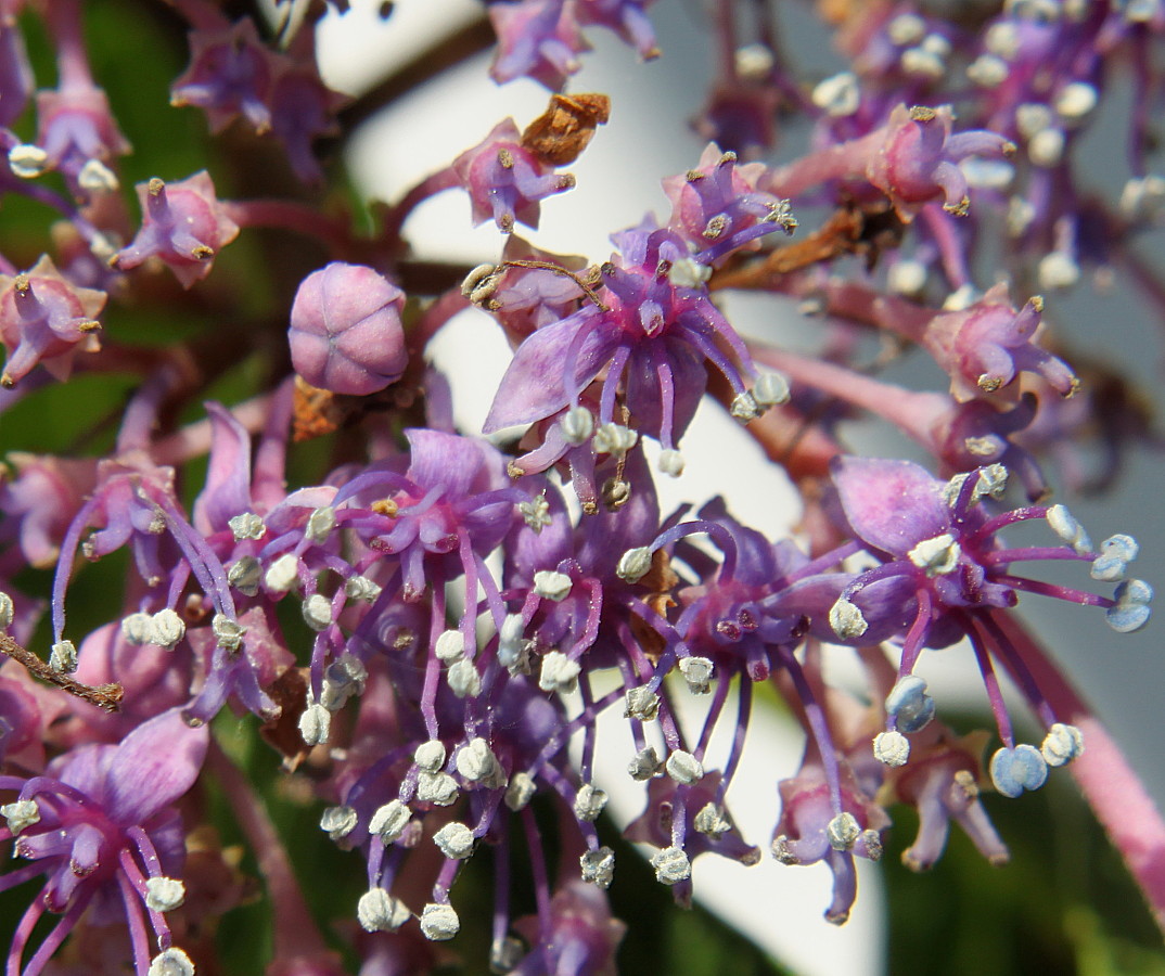 Image of Hydrangea macrophylla specimen.