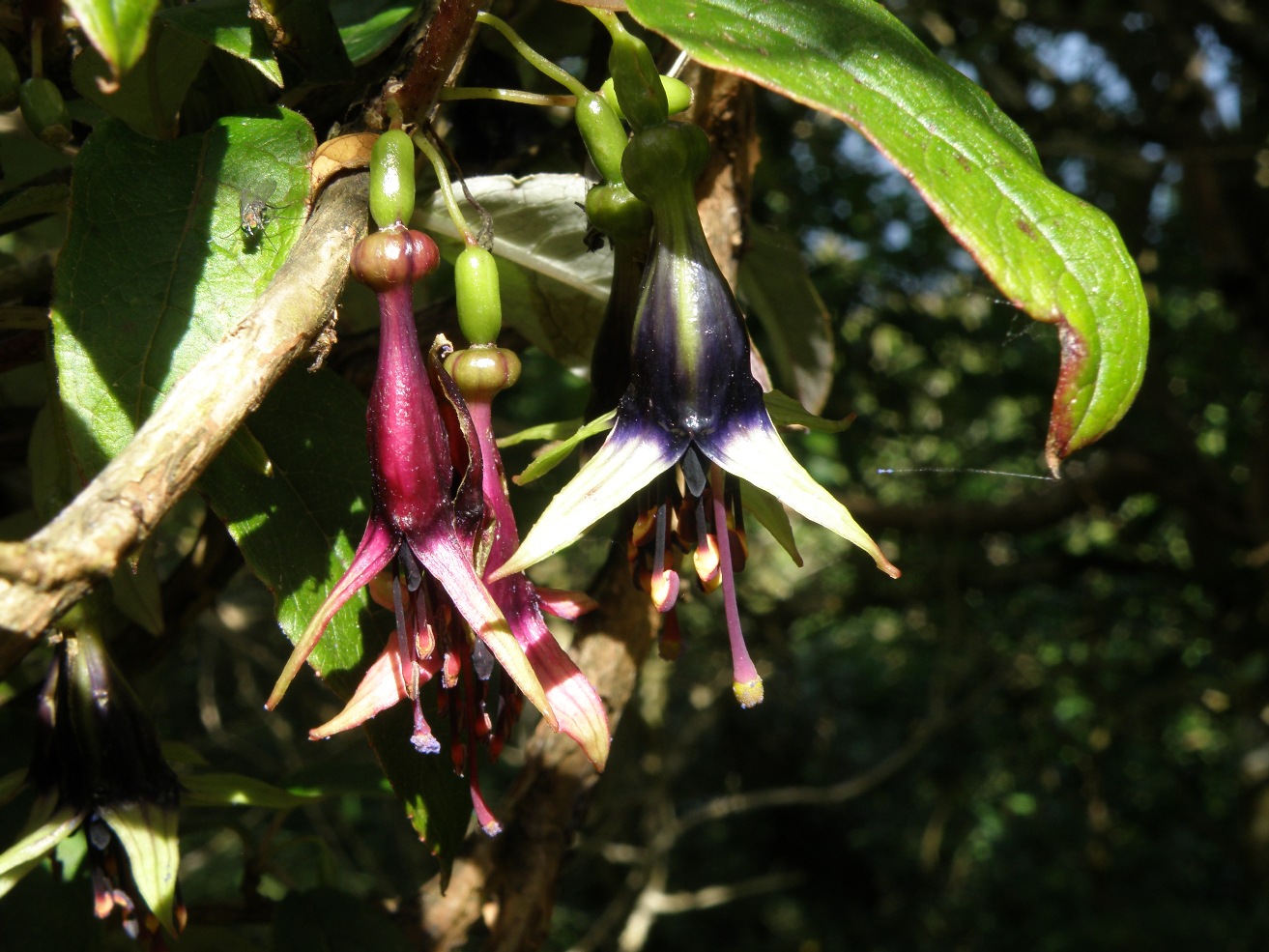 Image of Fuchsia excorticata specimen.