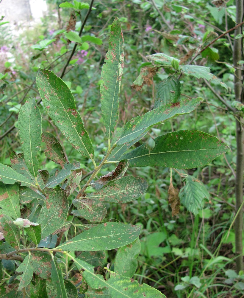 Image of Salix cinerea specimen.