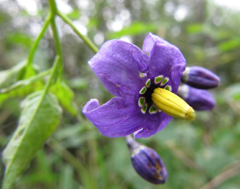 Image of Solanum dulcamara specimen.