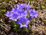 Gentiana grandiflora