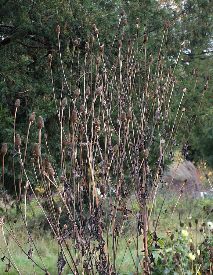 Image of Rudbeckia laciniata specimen.