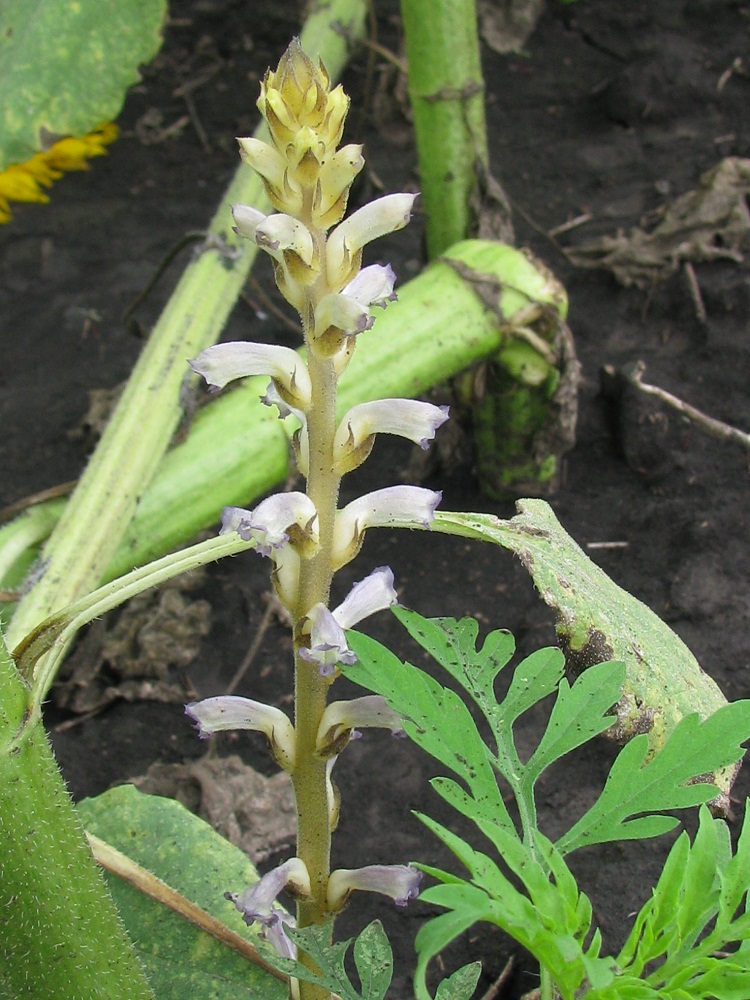 Image of Orobanche cumana specimen.