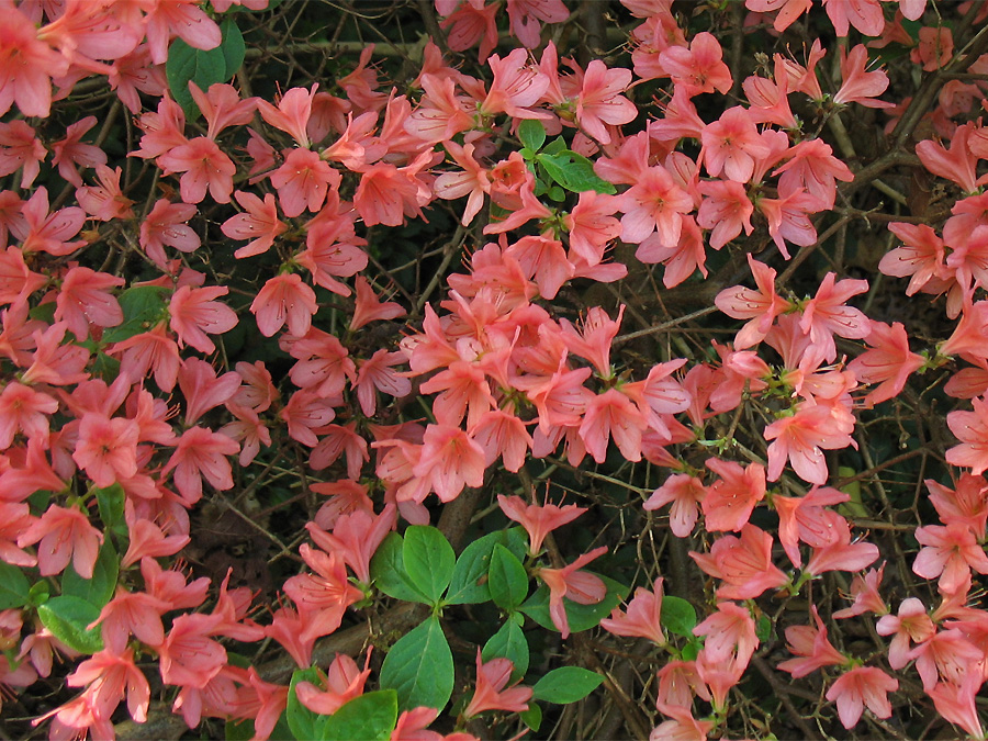 Изображение особи Rhododendron kaempferi.