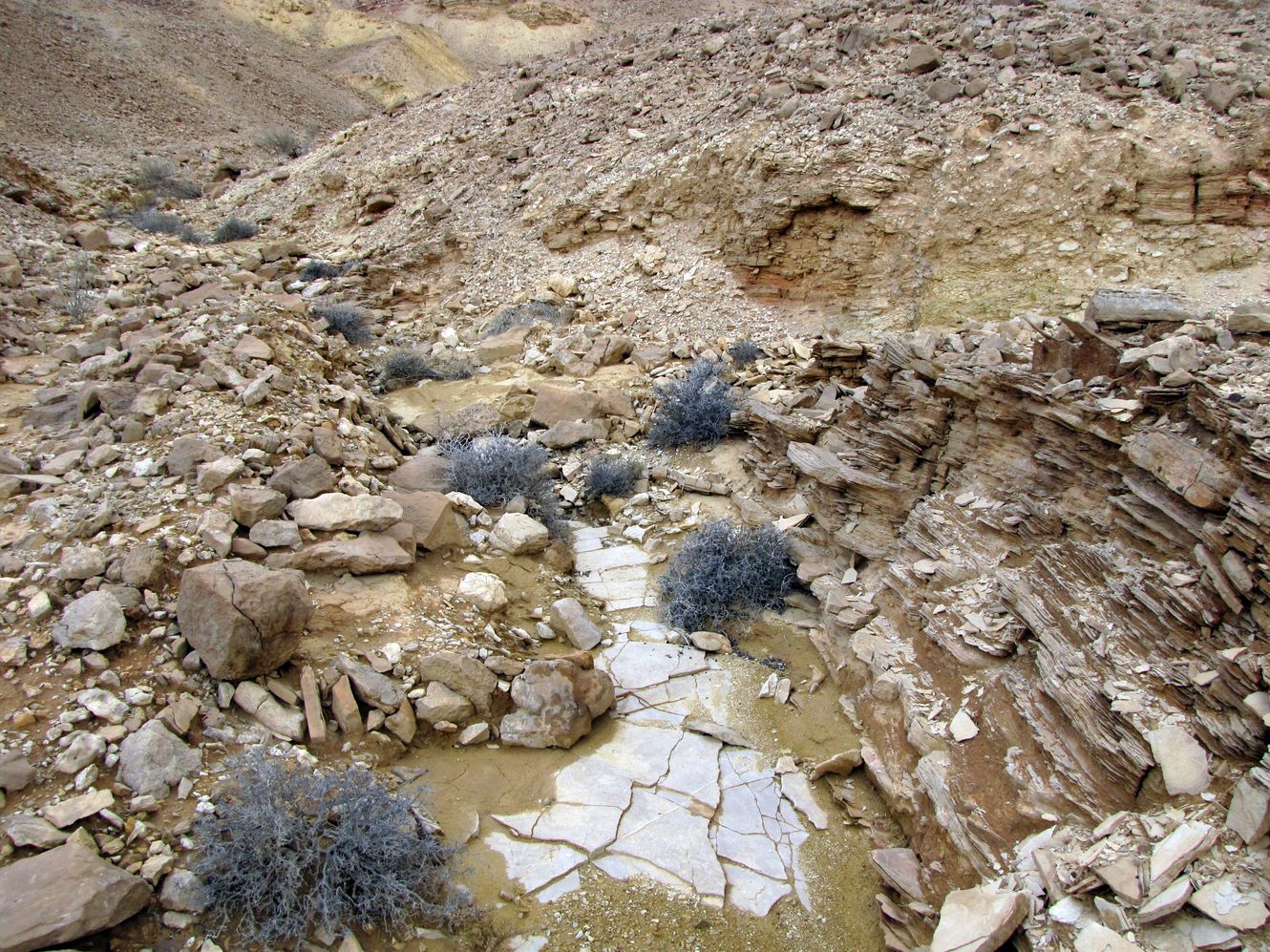 Image of Gymnocarpos decander specimen.