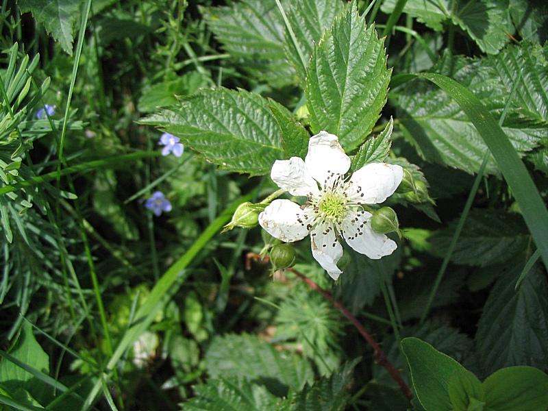 Image of genus Rubus specimen.