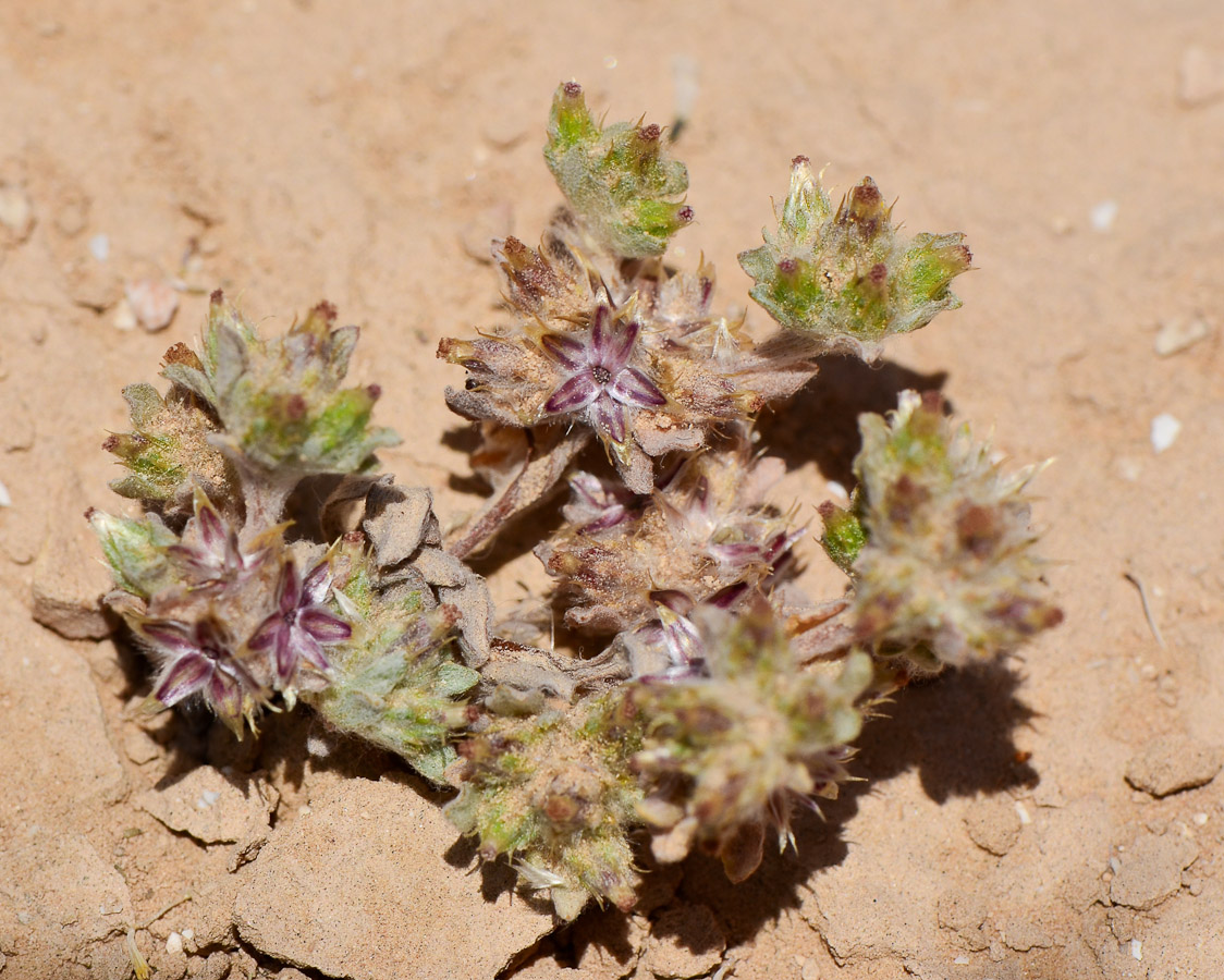 Image of Filago desertorum specimen.