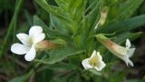 Gratiola officinalis