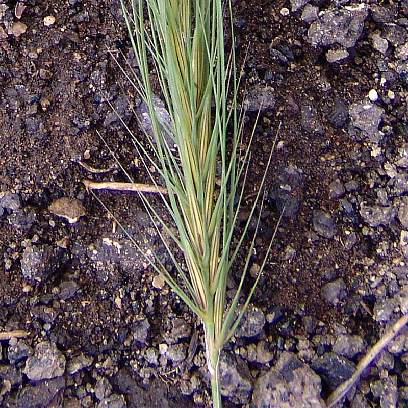 Image of Taeniatherum crinitum specimen.