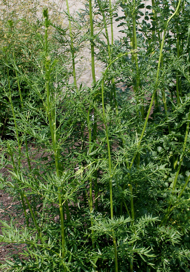 Image of Thalictrum lucidum specimen.