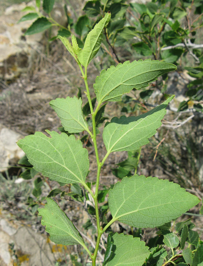 Image of Celtis glabrata specimen.