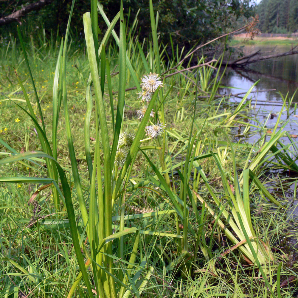 Image of Sparganium emersum specimen.