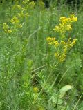 Galium verum. Соцветие. Краснодарский край, Кущёвский р-н, станица Шкуринская, балочная степь. 15.06.2009.