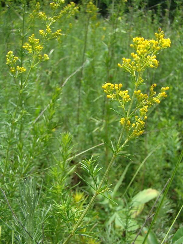 Image of Galium verum specimen.