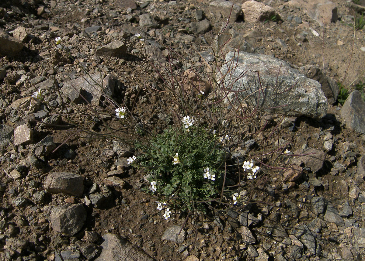 Image of Murbeckiella huetii specimen.