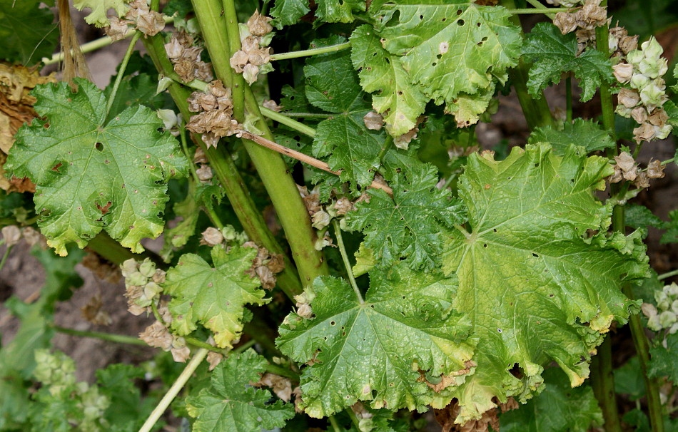 Изображение особи Malva verticillata var. crispa.