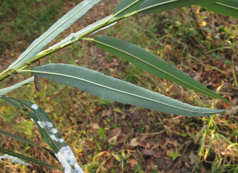 Изображение особи Salix siuzevii.