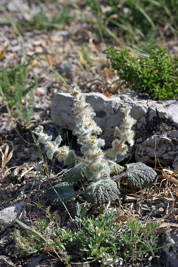 Image of Paraeremostachys karatavica specimen.